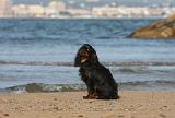 KING CHARLES SPANIEL 078